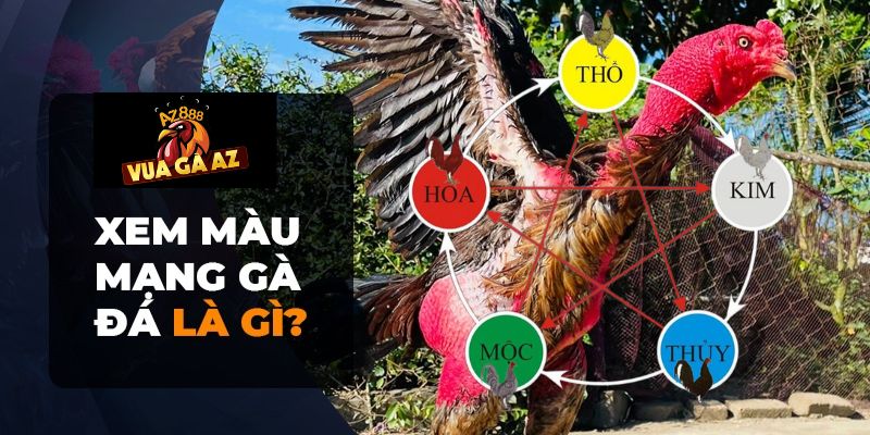 Màu mạng gà đá là khía cạnh phong thủy trong màu sắc của mạng gà