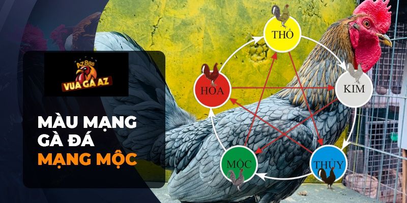 Màu mạng gà đá mệnh mộc