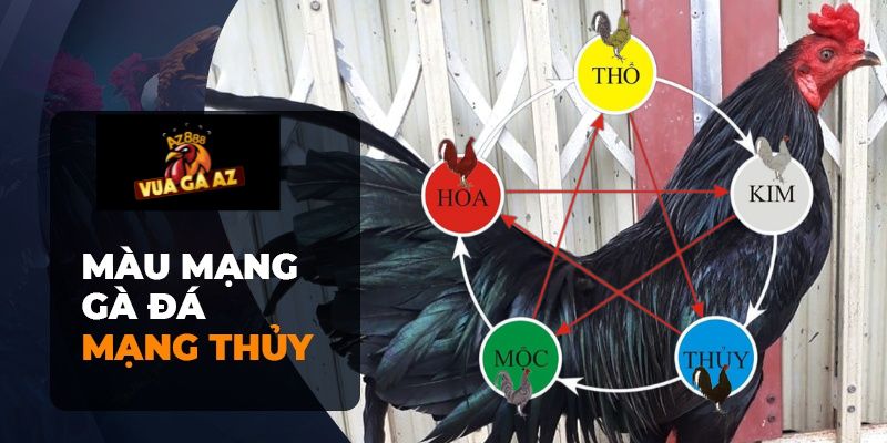 Màu mạng gà đá mệnh thủy