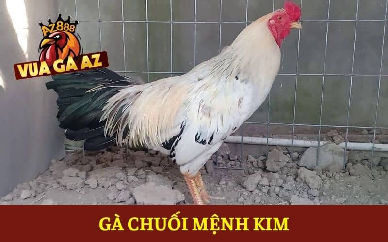 Gà chuối mệnh Kim Gà chuối mệnh Kim