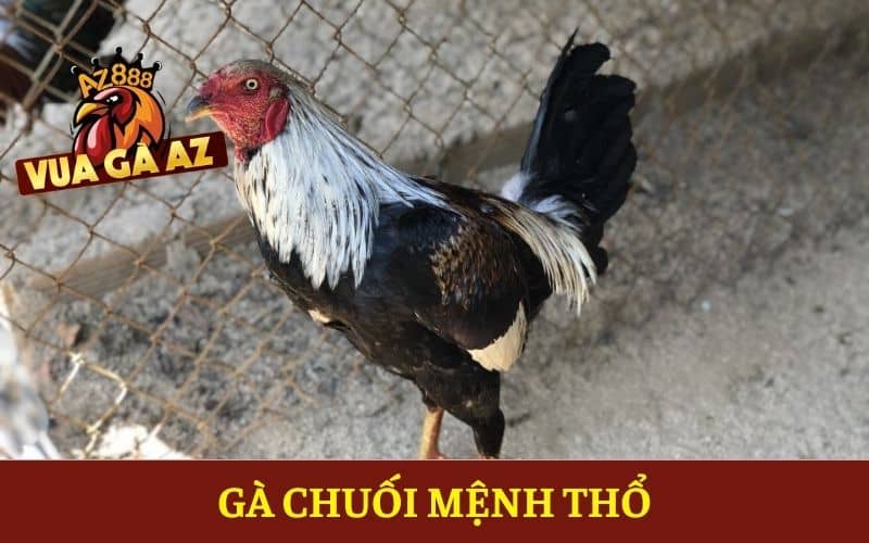 Gà chuối mệnh Thổ Gà chuối mệnh Thổ
