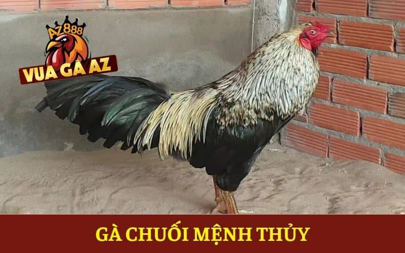 Gà chuối mệnh Thủy Gà chuối mệnh Thủy