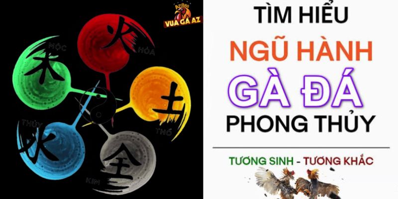 Hướng dẫn xem màu mạng gà đá