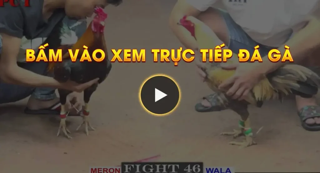 bam vao xem truc tiep da ga