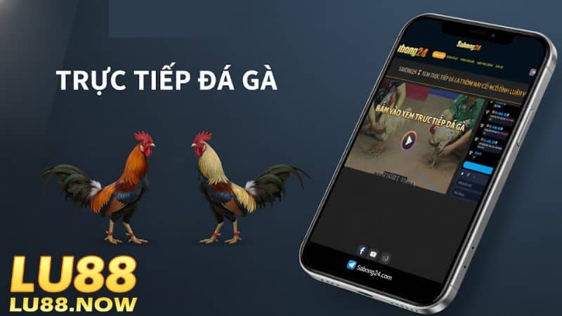 SABONG24 là nền tảng chuyên phát sóng các trận gà nổi tiếng tại Thomo