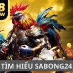 Tìm Hiểu SABONG24 - Nền Tảng Phát Sóng Các Trận Đá Gà Chất Lượng Tìm Hiểu SABONG24